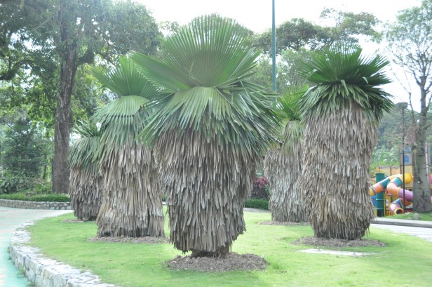 perdana-botanic-gardens-and-kl-t