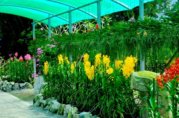 sarawak-orchid-garden-kuching-malasia-aranda-lion-gold-ls