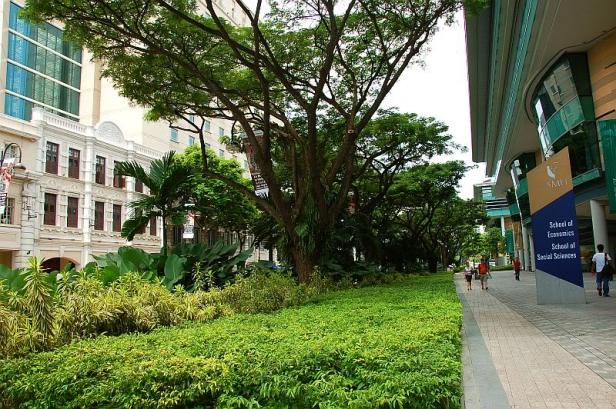 singapore-bras-basahgreen4