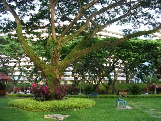 sngapore-garden-city-3