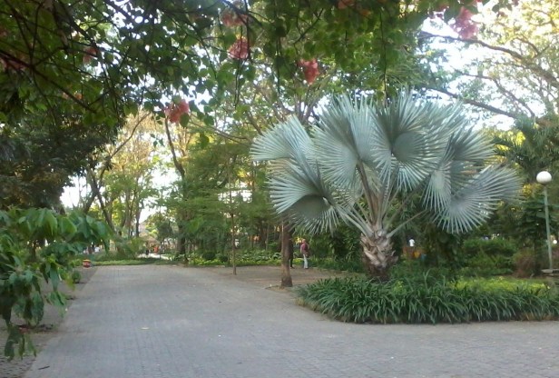 surabaya-flora-park-ataman-flora-surabaya