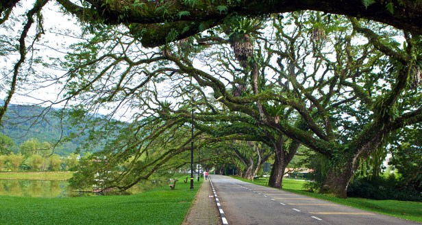 taman-tasik-kamunting-bukit-jana-rain-tree-walk
