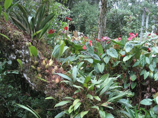 tans-camellia-garden-tanah-rata-a