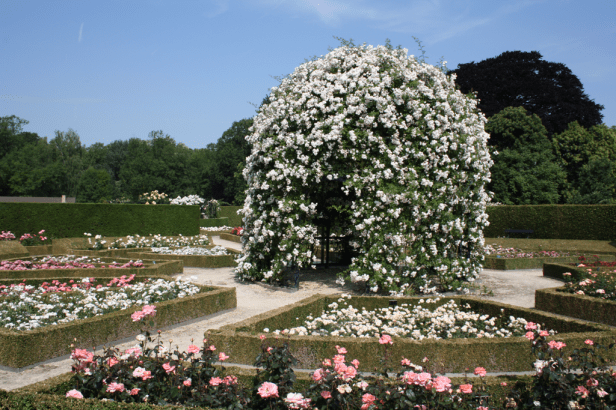 Rosaleda de Coloma. - Leeuwen-Saint-PierreRozenkoepel2