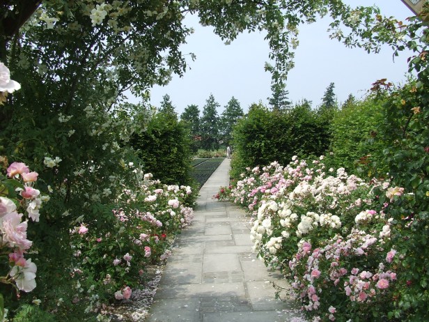 Rosarium - Lensarium te Opbeekrozentuin lensroses (1)