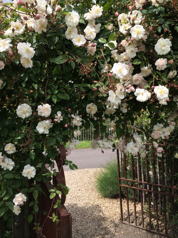 Rose Garden Nursery Filroses –