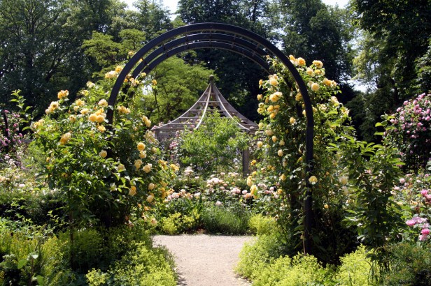 Rose Garden Park Paradisio 'Brugelette'