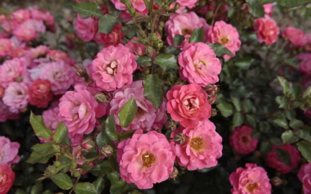 Rose Garden, Rivierenhof.-ko