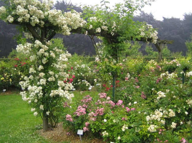 Rosegarden in Vrijbroekpark, Mechelen.-Perrgola