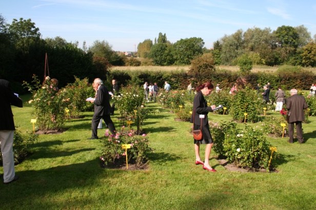 Roseraie de Home Saint-Jacques. - Le Rœulx Hainaut.-Belgica
