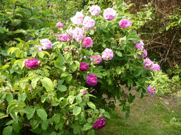 Roseraie environnementale de Chaumont-Gistoux..-Bélgica