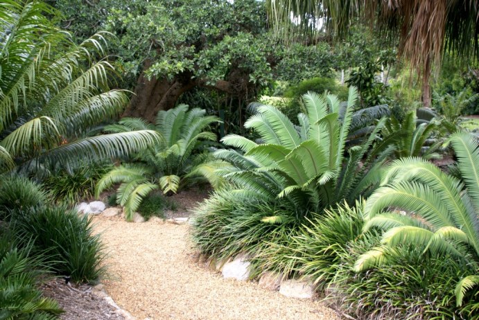 Brisbane Botanic Gardens.-Cicadaceas