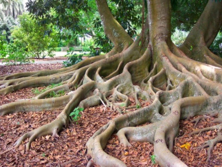 ÁRBOLES.-ANATOMIA DE UN ARBOL. COMO SE DESARROLLA – Jardines sin fronteras