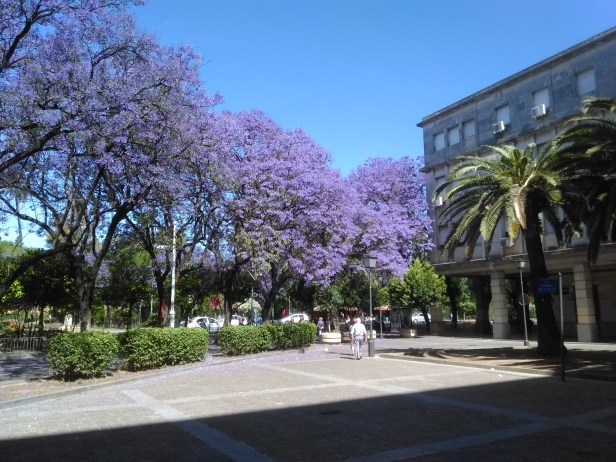 Jacarandas_30