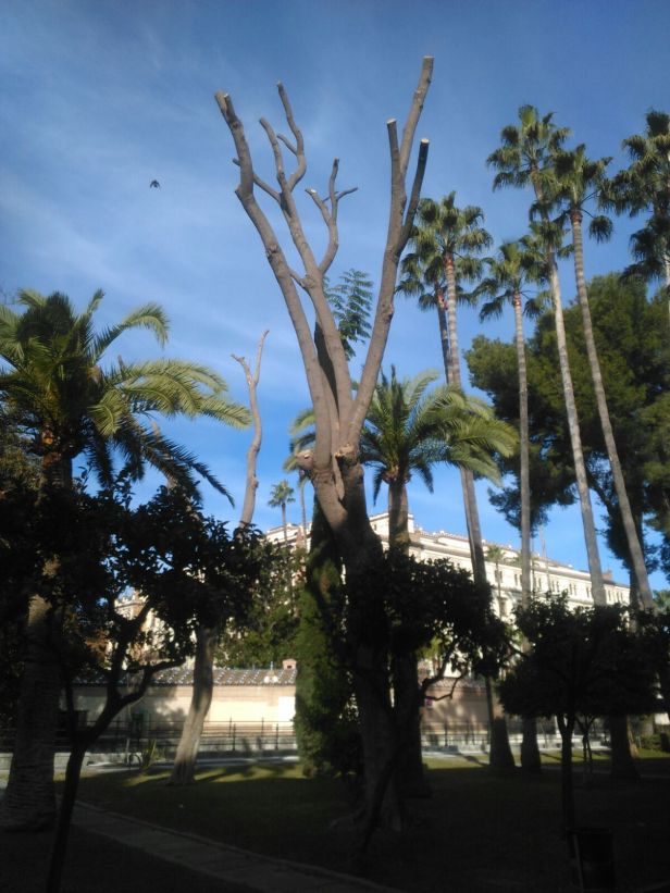 Jardines de la Universidad.-Jacarandas.-28 Dic 2016 132