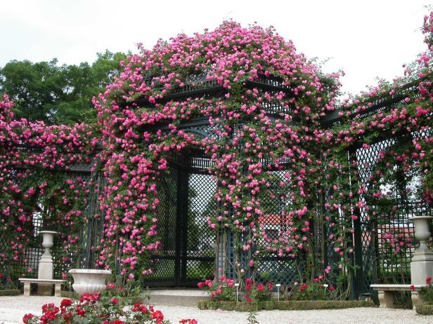 Roseraie Val-de-Marne.-25