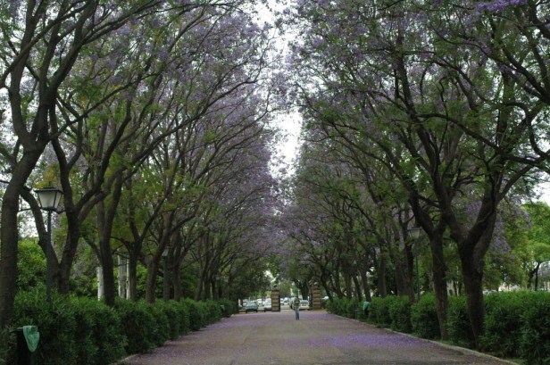 Sevilla.-Jacaranda mimosifolia en el Parque de los Principess
