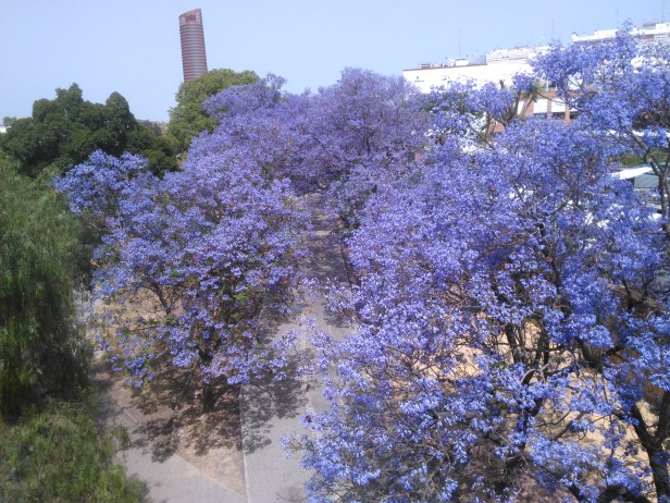 Sevilla .-Jacarandas en Jardines de Chapina