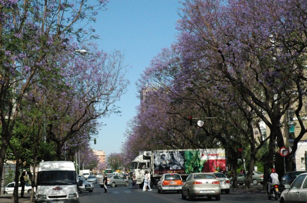 Sevilla.-Jacarandas. Avenida Ramon y Cajal