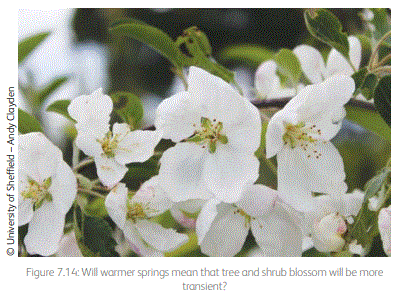 Figura 7.14: Los manantiales más cálidos significan que la flor de los árboles y arbustos será más transitoria