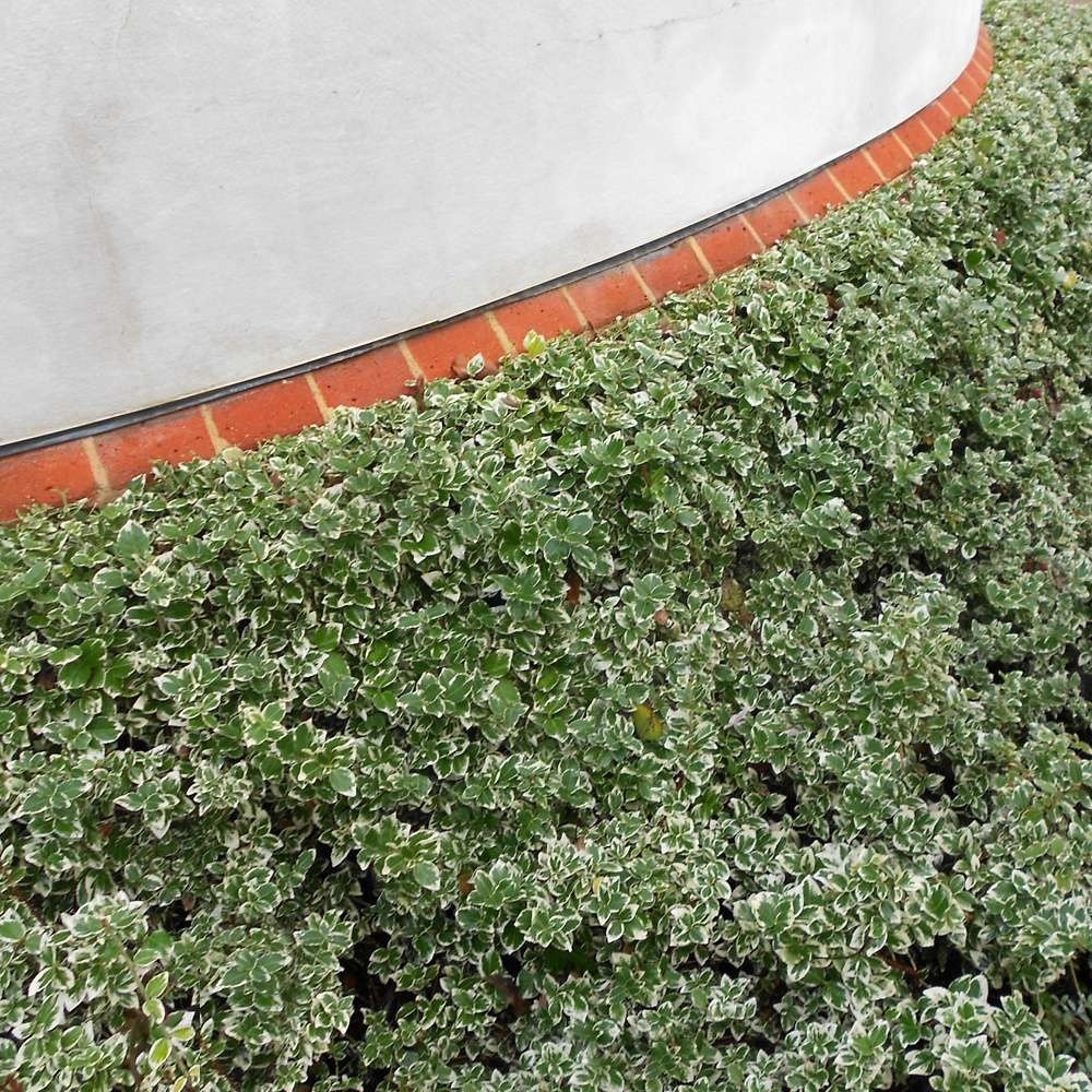 Guaiacum sanctum - Arboretum | Universidad Francisco Marroquín, image size:1000x1000