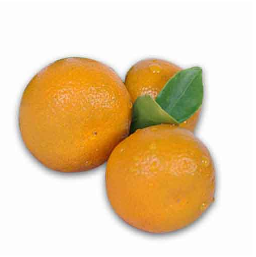 Calamondin