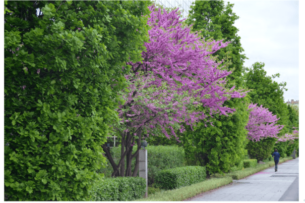 Captura.-Tree.-Cercis siliquastrum