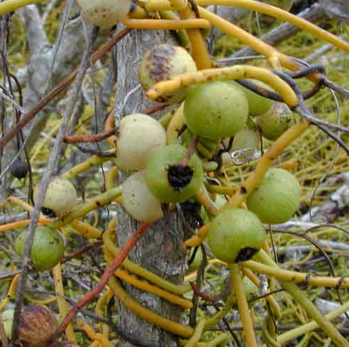 Dodder Laurel