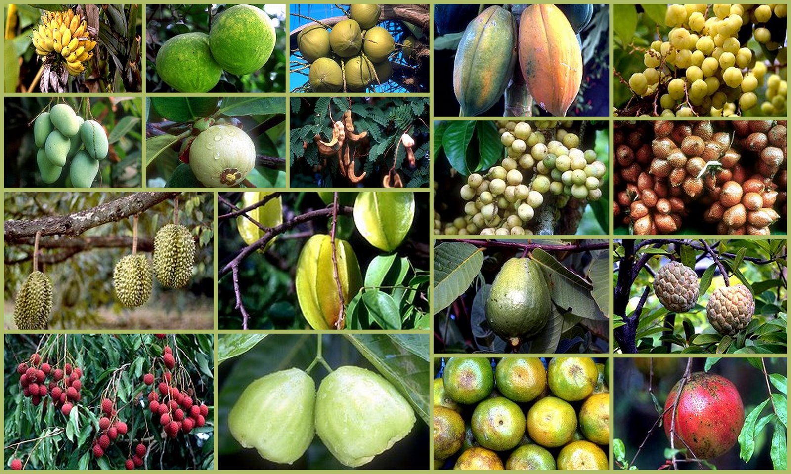 Exotic Fruits Thailandia y Malasia.jpg