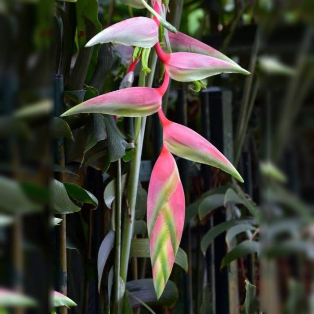 Heliconia chartaceae