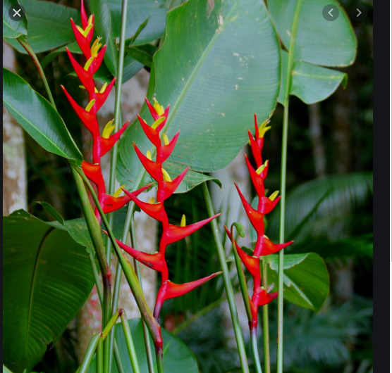 Heliconia farinosa.-w