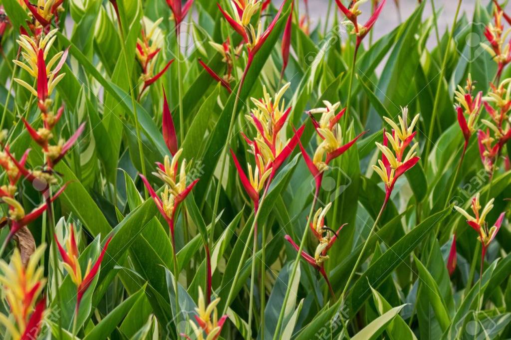 DESDE CUBA SOBRE EL CULTIVO DE LAS HELICONIAS POR E. Jerez – Jardines ...