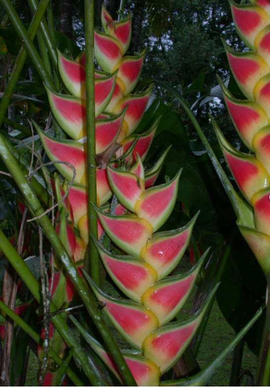 Heliconia wagneriana.-h