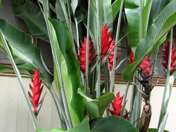 Heliconia_caribaea2NN