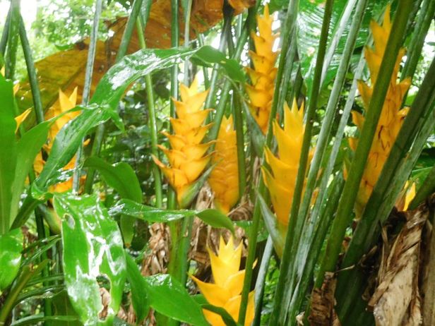 Heliconia_caribaea_(Heliconia)