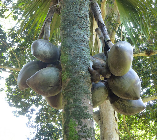 Lodoicea maldivica.-a