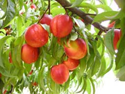 Melocoton.-bunch_peaches