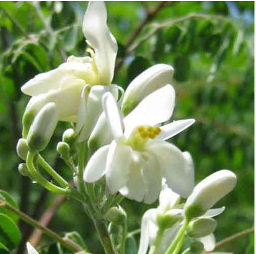 Moringa africana