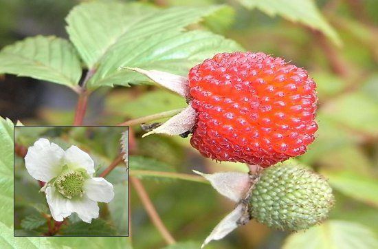 Rubus probus
