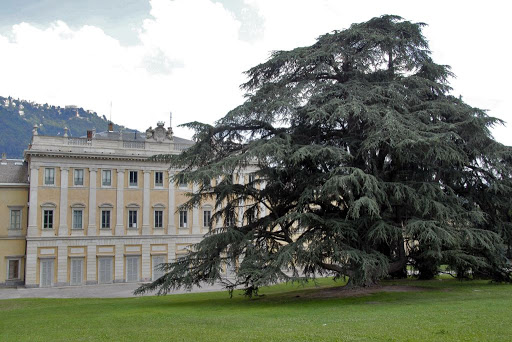 Villa Olmo.-Cedrus.jpg