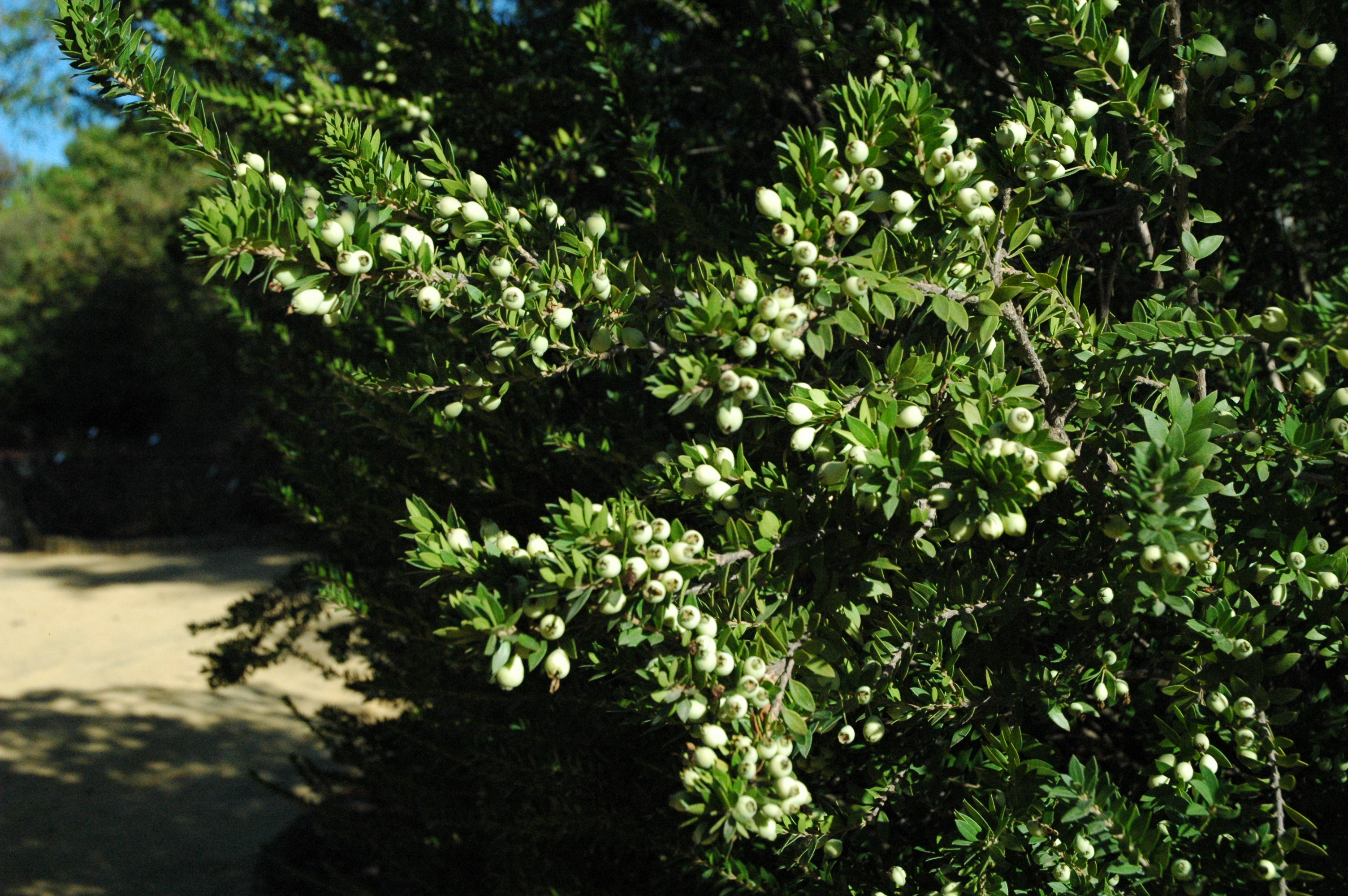 EL MIRTO o ARRAYÁN.-MYRTUS COMMUNIS – Jardines sin fronteras, image size:3008x2000