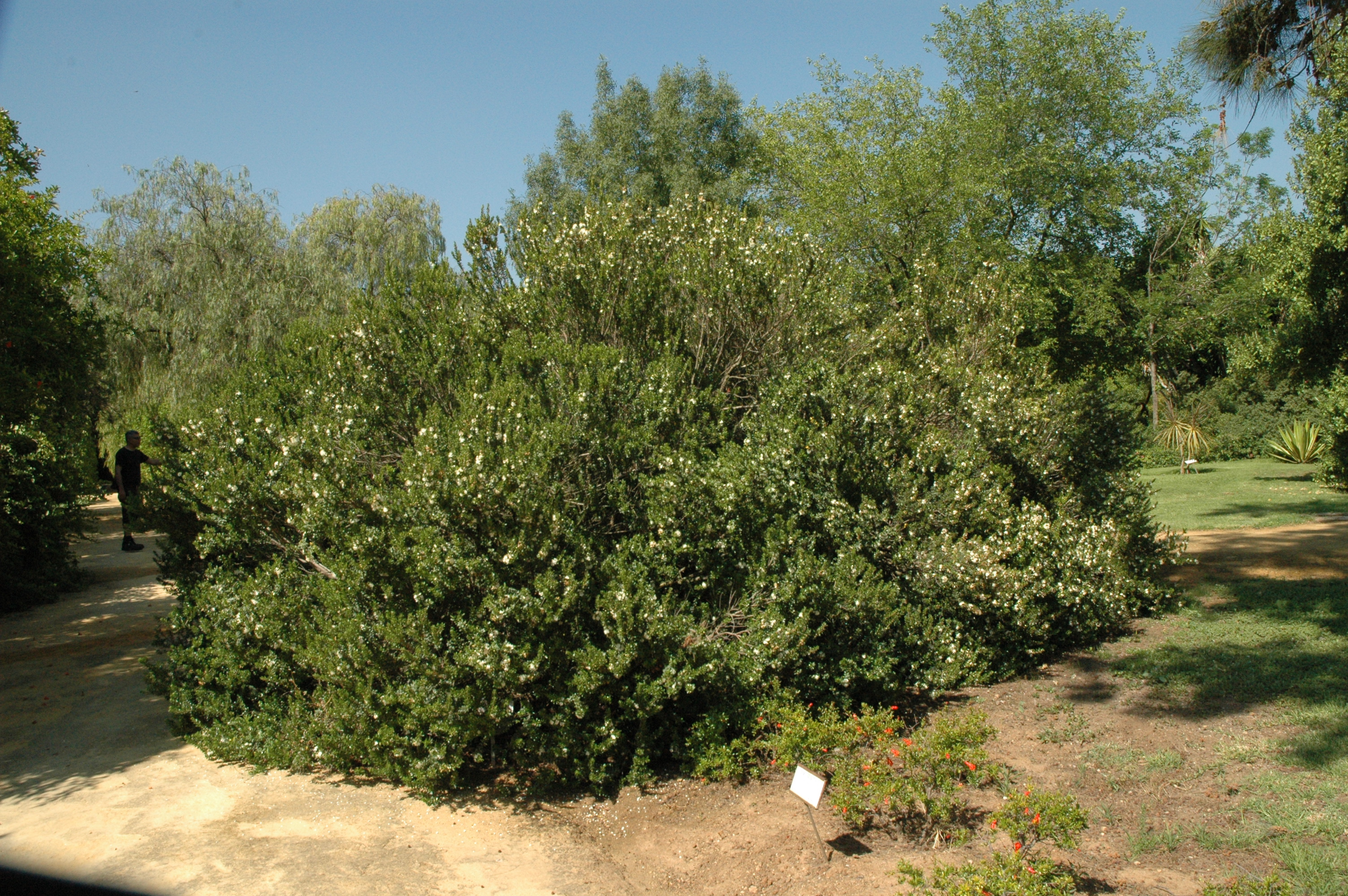 EL MIRTO o ARRAYÁN.-MYRTUS COMMUNIS – Jardines sin fronteras, image size:3008x2000