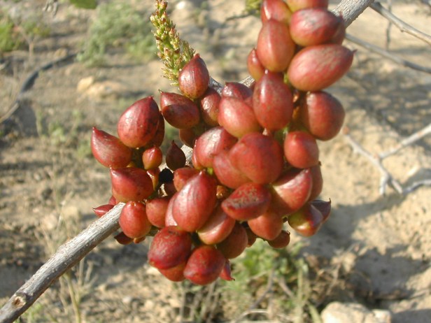 USOS DEL GÉNERO PISTACIA – Jardines sin fronteras