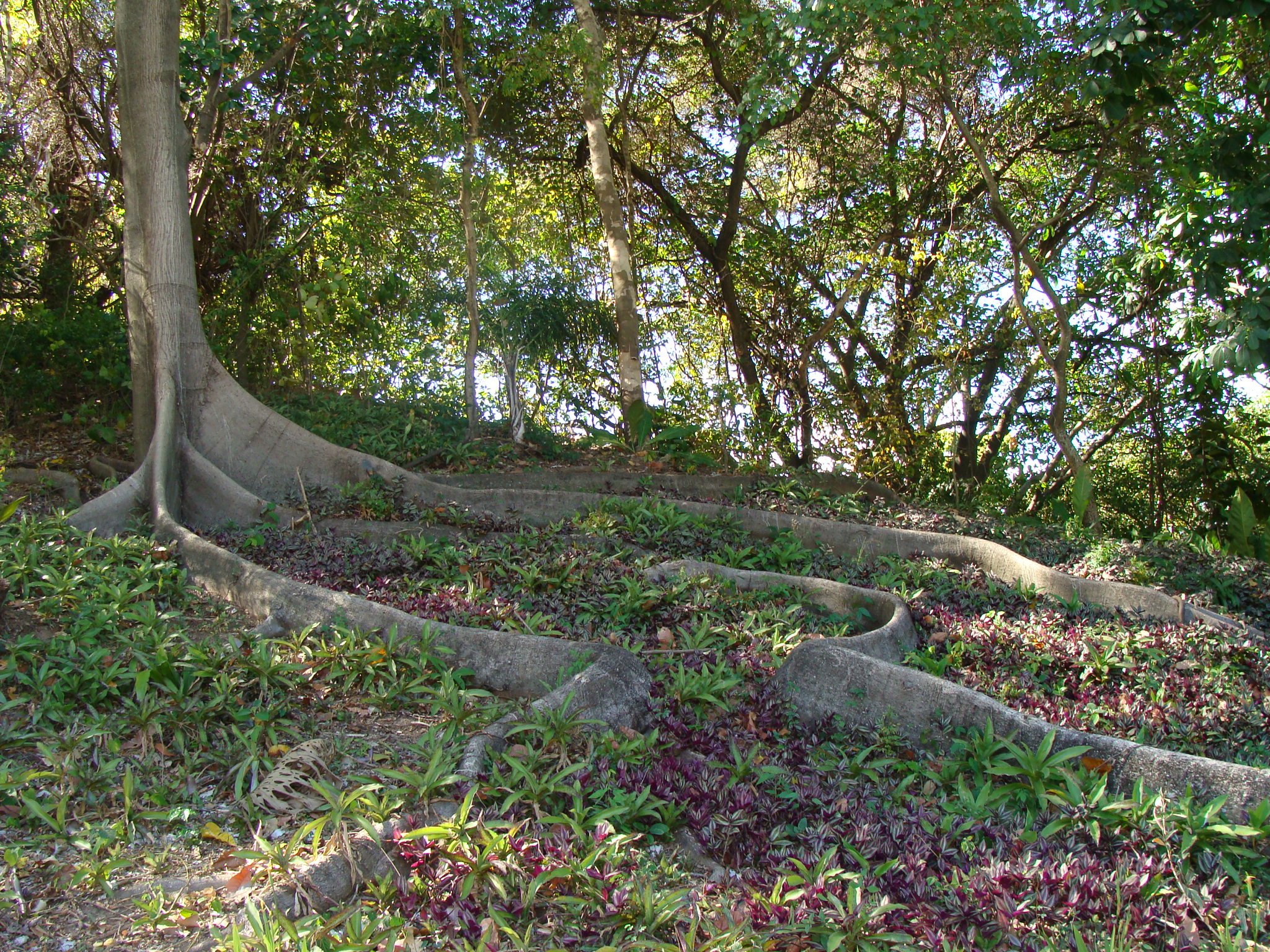Raices Compactas Raíces Superficiales De árboles En El Césped
