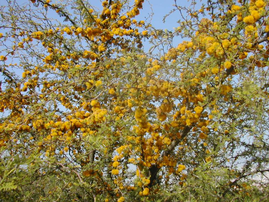 La imagen tiene un atributo ALT vacío; su nombre de archivo es acacia-farnesiana-006-1-c.jpg