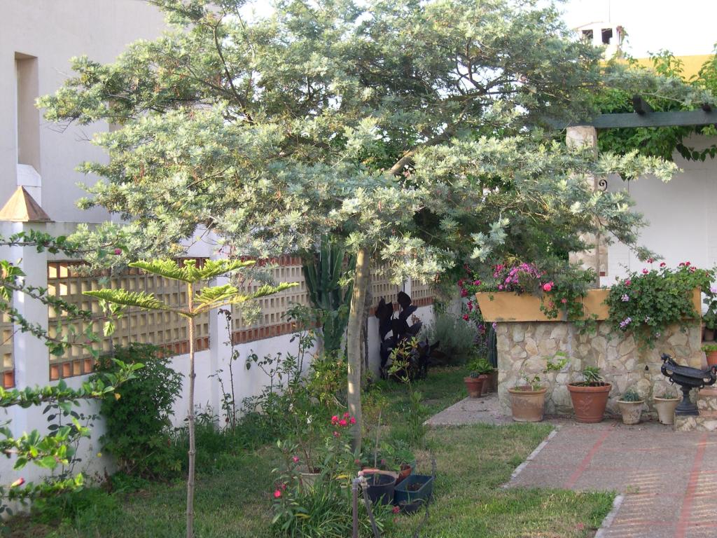 La imagen tiene un atributo ALT vacío; su nombre de archivo es acacia-hibrida-007-1.jpg