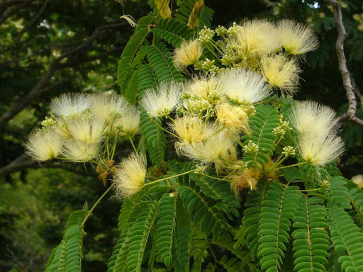 La imagen tiene un atributo ALT vacío; su nombre de archivo es albizia-lophantha.jpg