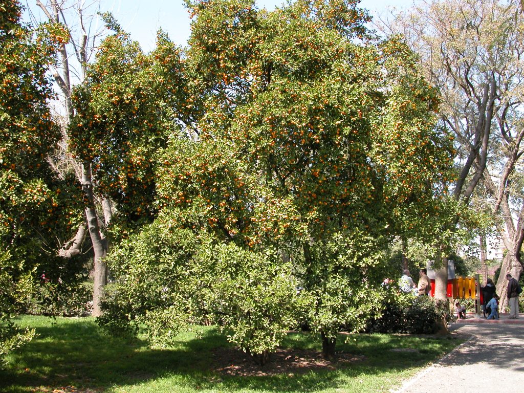 La imagen tiene un atributo ALT vacío; su nombre de archivo es citrofortunella-x-mitis-067-1-c.jpg