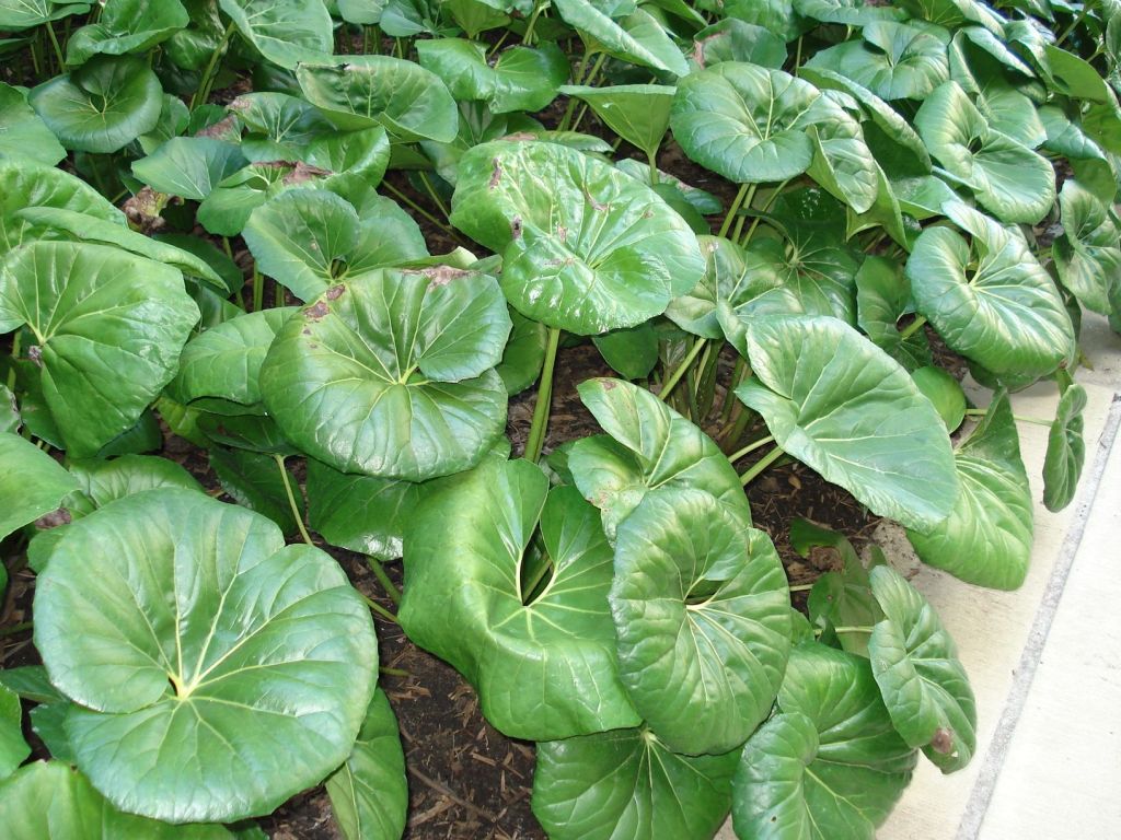 JARDINES ESPECIALES.-JARDINES EN LA SOMBRA – Jardines sin fronteras, image size:1024x768