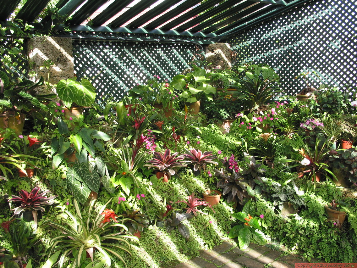 JARDINES ESPECIALES.-JARDINES EN LA SOMBRA – Jardines sin fronteras, image size:1136x852